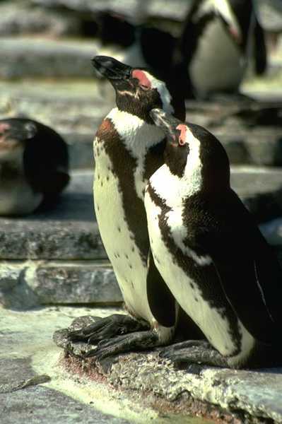 Созерцание пингвинов
