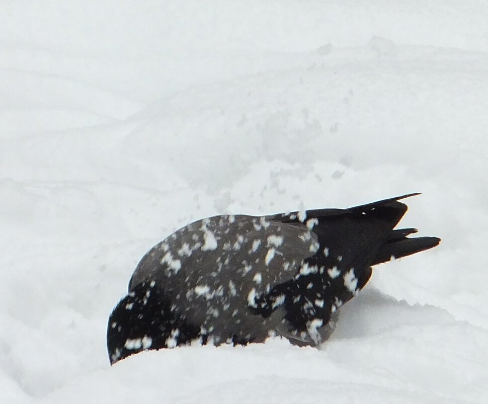 Ворона в снегу