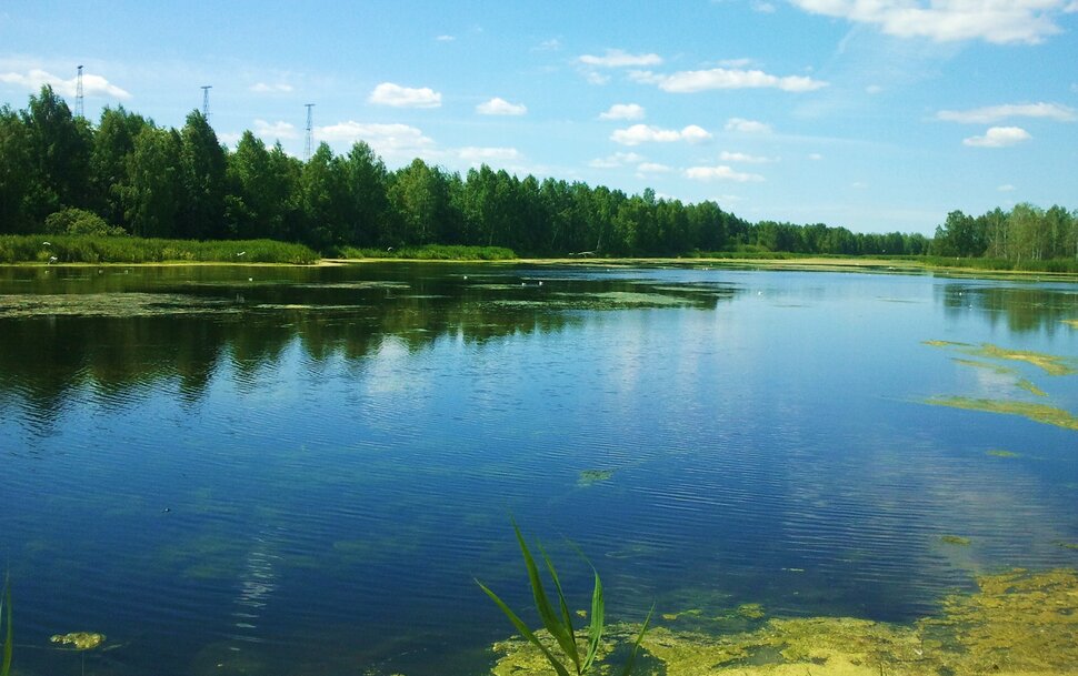 Лес и река