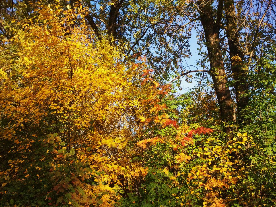 Листья и осень