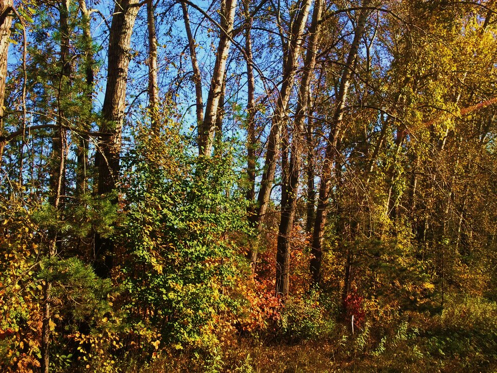 Осенние деревца