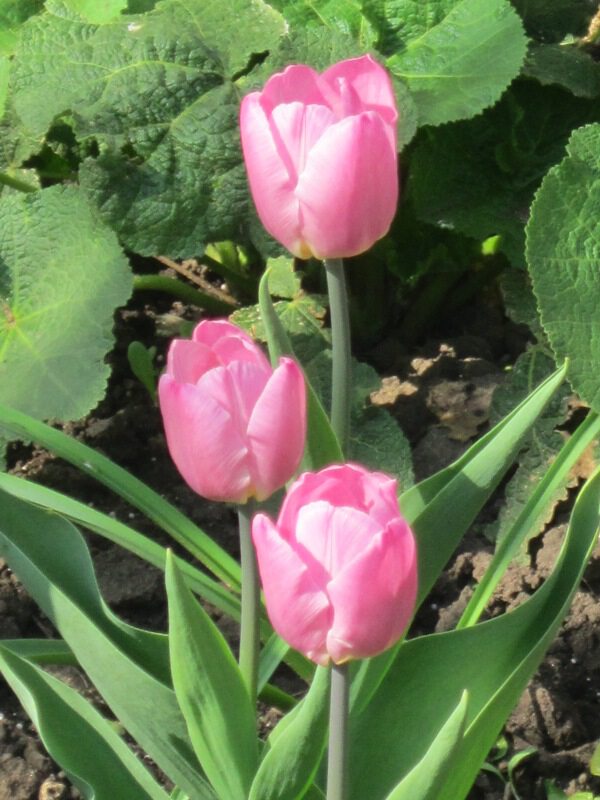 Первомайские тюльпаны