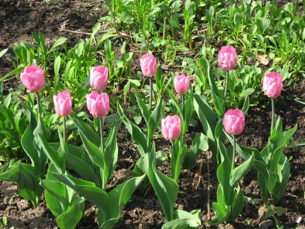 Первомайские тюльпаны