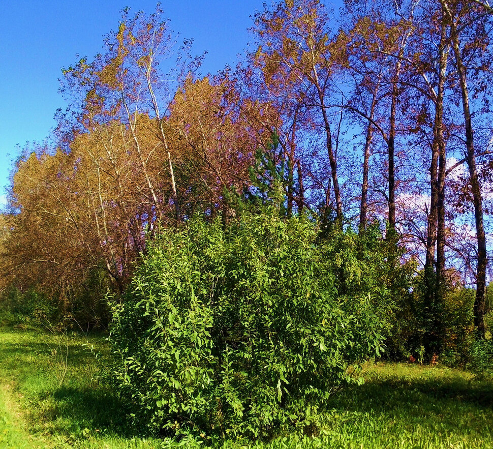 По перелескам