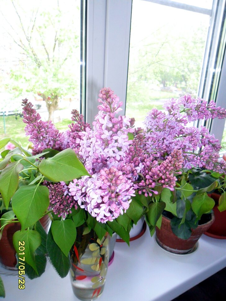 Syringa vulgaris-сирень обыкновенная