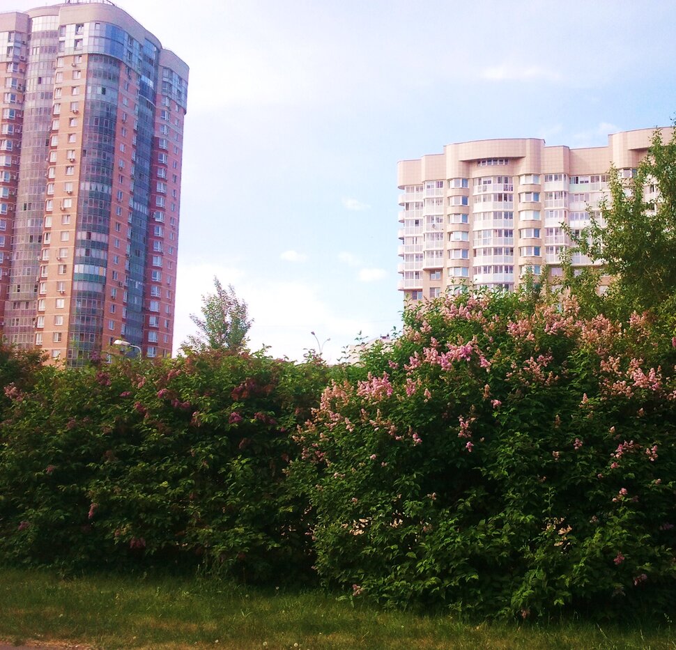 В парке летом