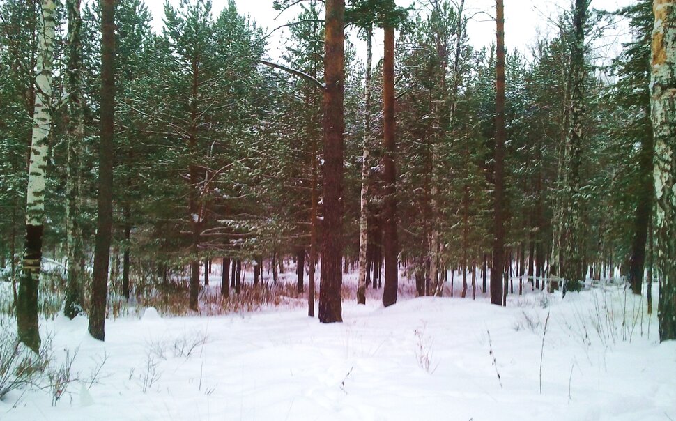 В строгом зимнем лесу