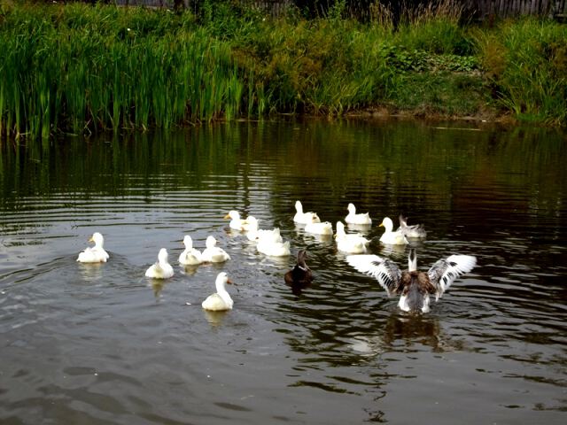 Водные процедуры