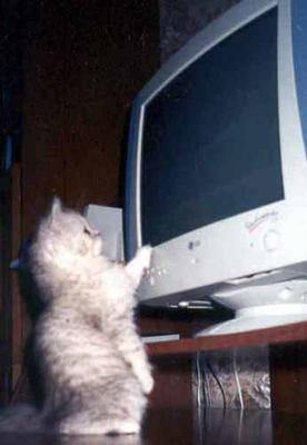 Компьютер кот