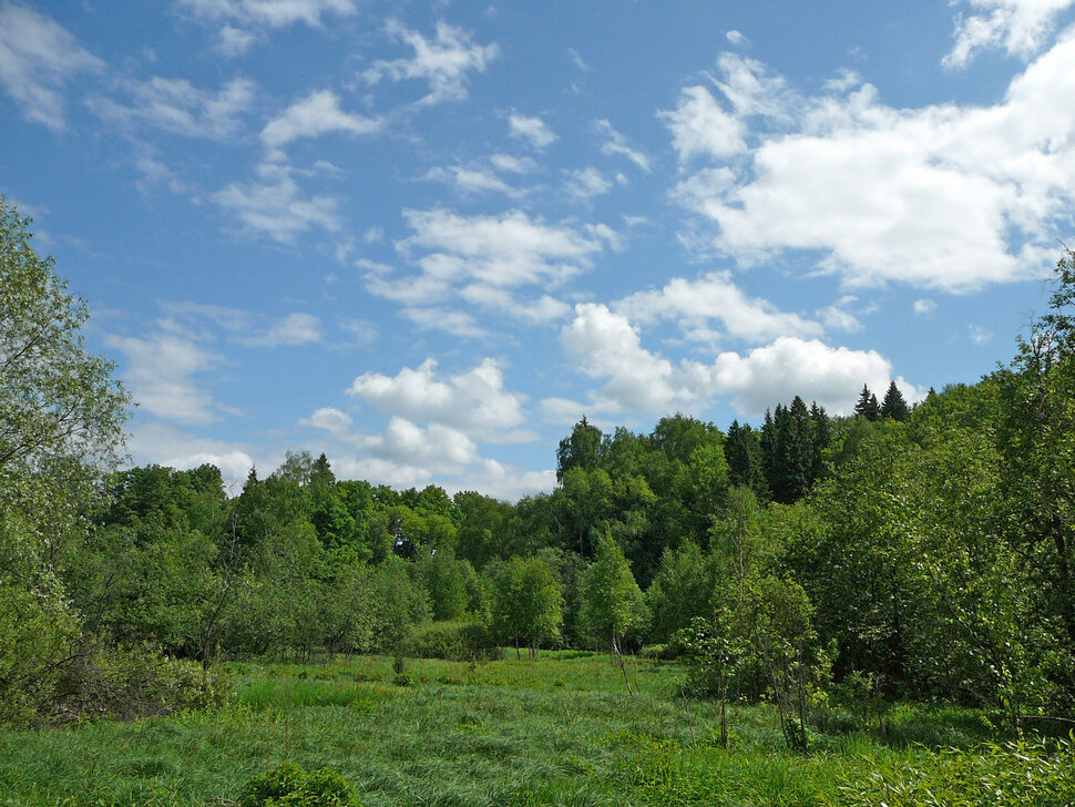 Летний день