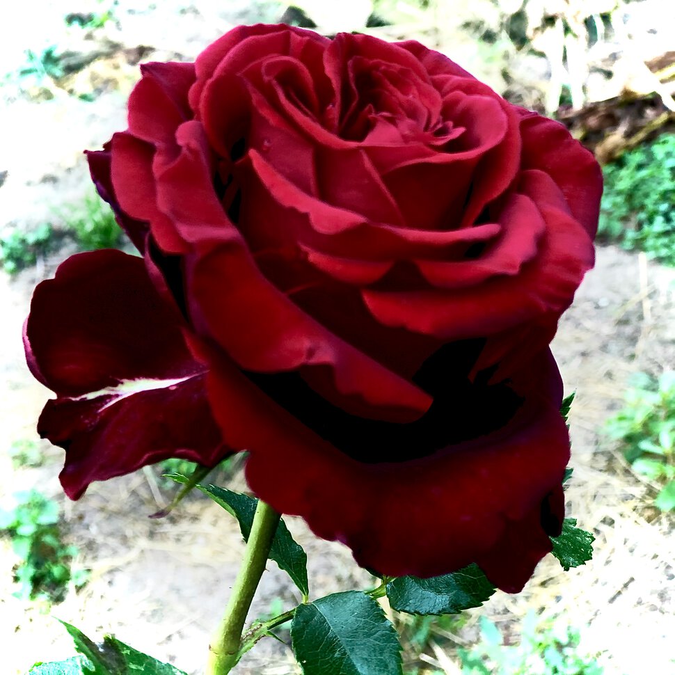 Одна из роз