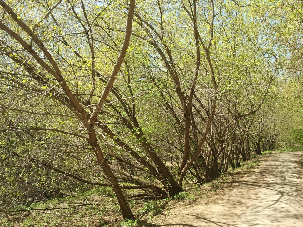 В прозрачных зарослях