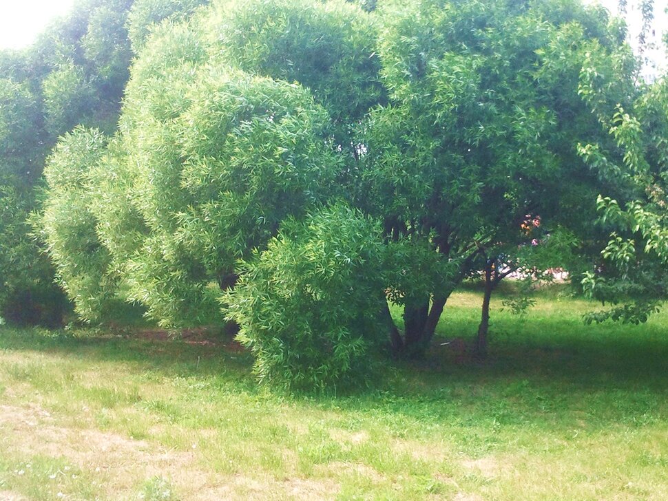Июнь
