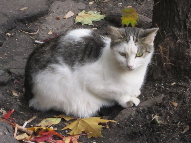 Кошка и кленовые листочки