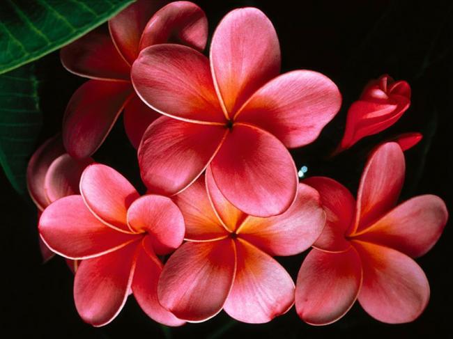 Pink Plumerias