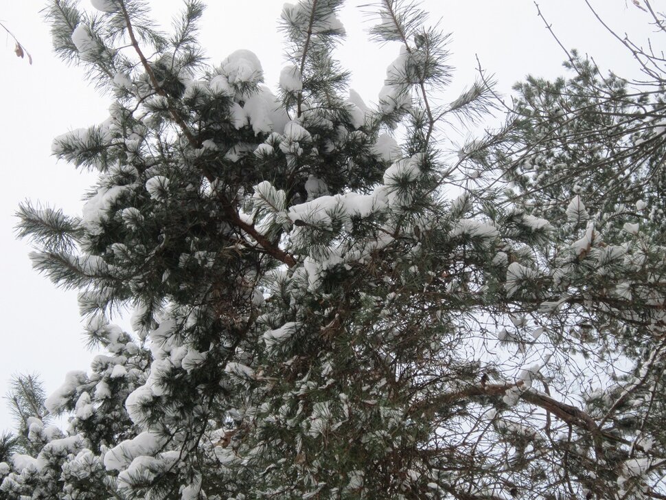 Снег на ветвях сосны лежит