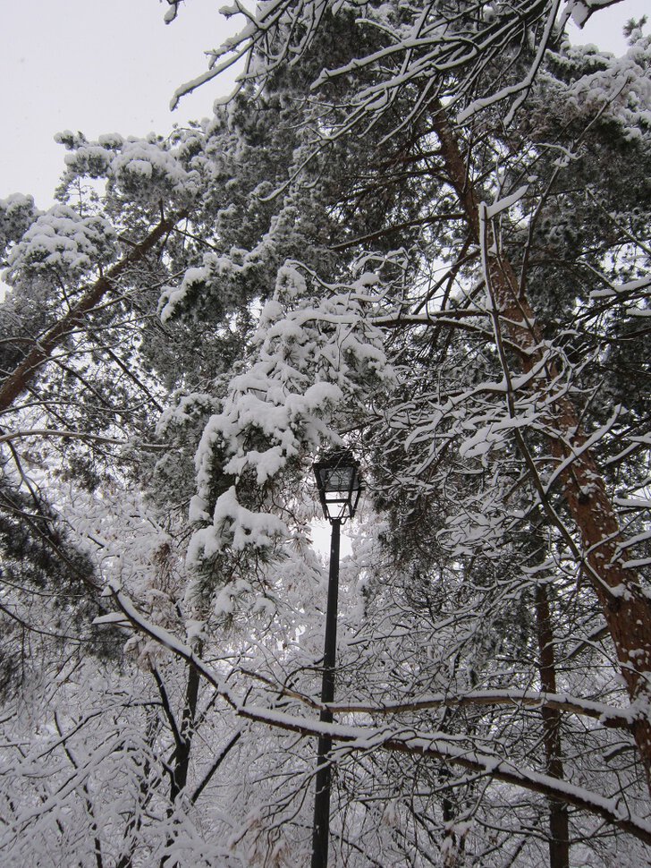 Снег, сосны и фонарь