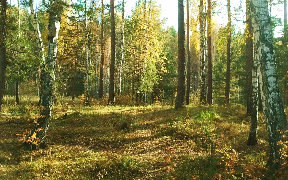 В осеннем лесу