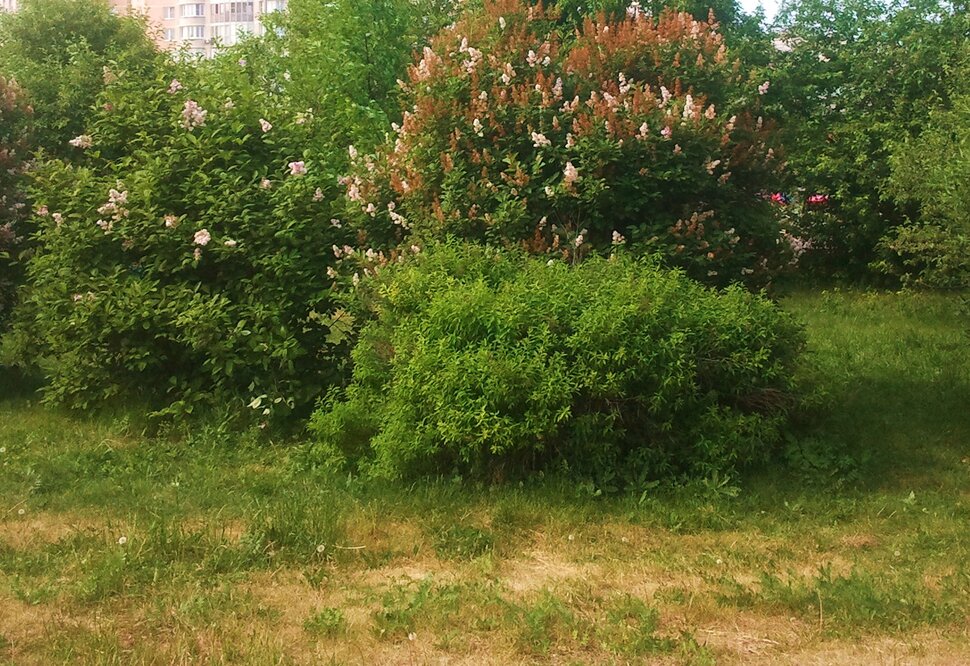 Июнь