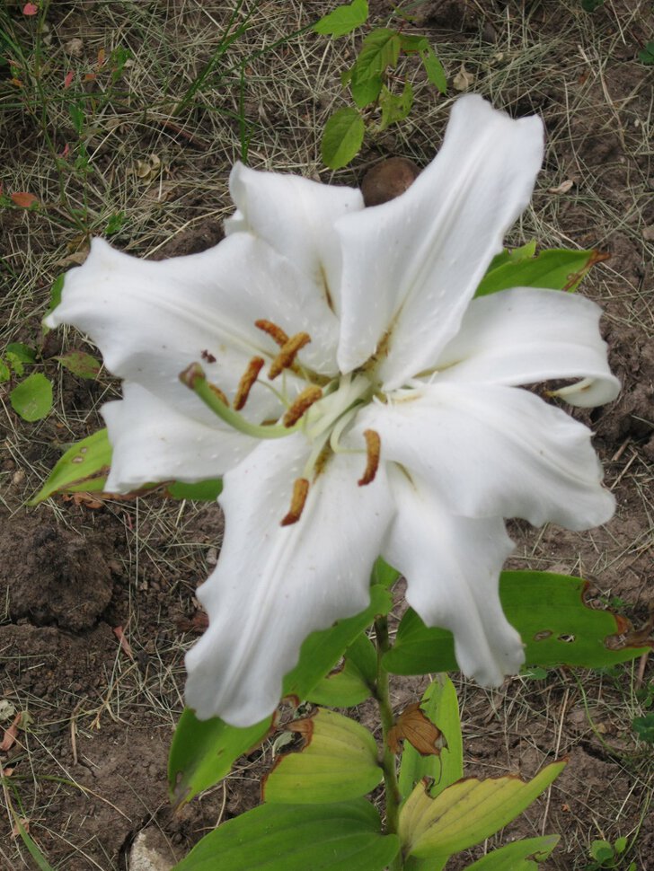 Лилия белая