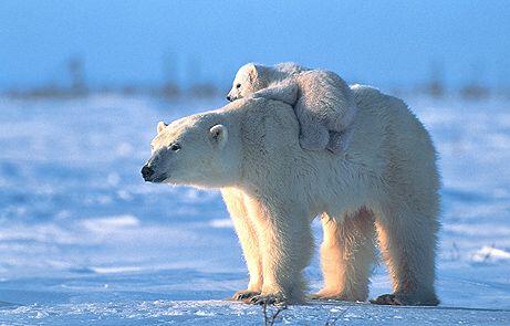 Фото белых медведей