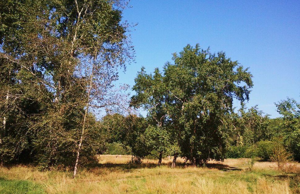 По полям и лесочкам