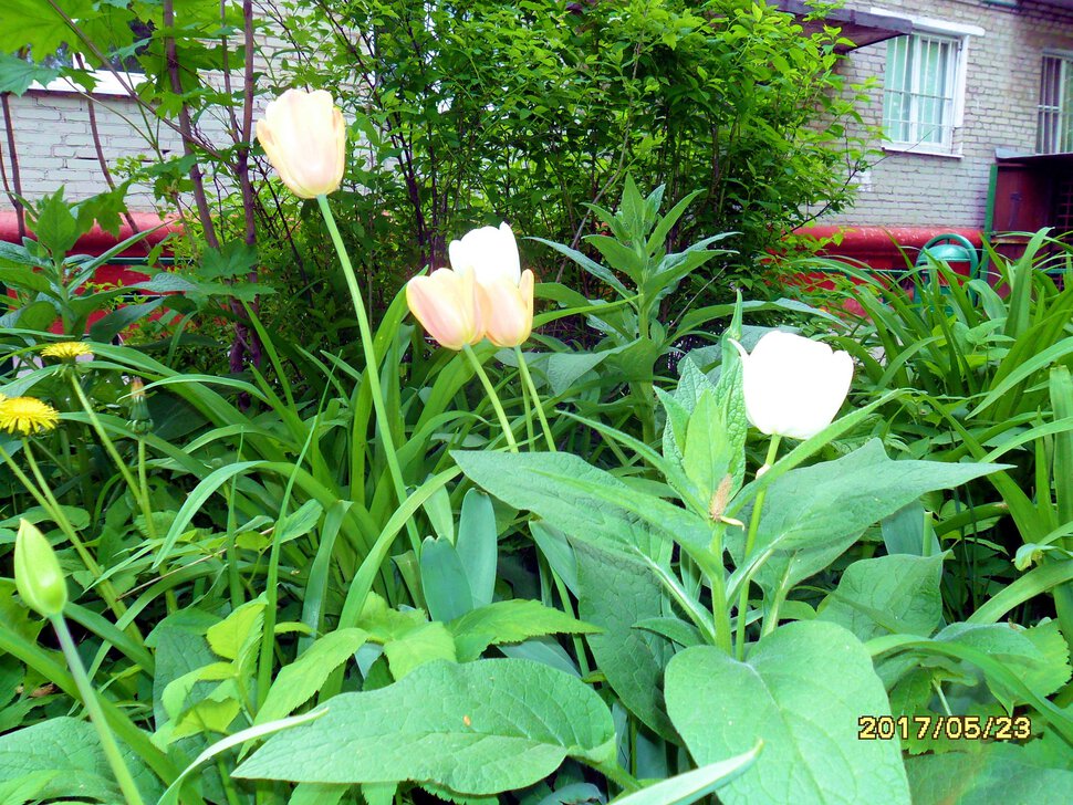 Tulipa Liliaceae-Тюльпаны лилейные,жёлтые