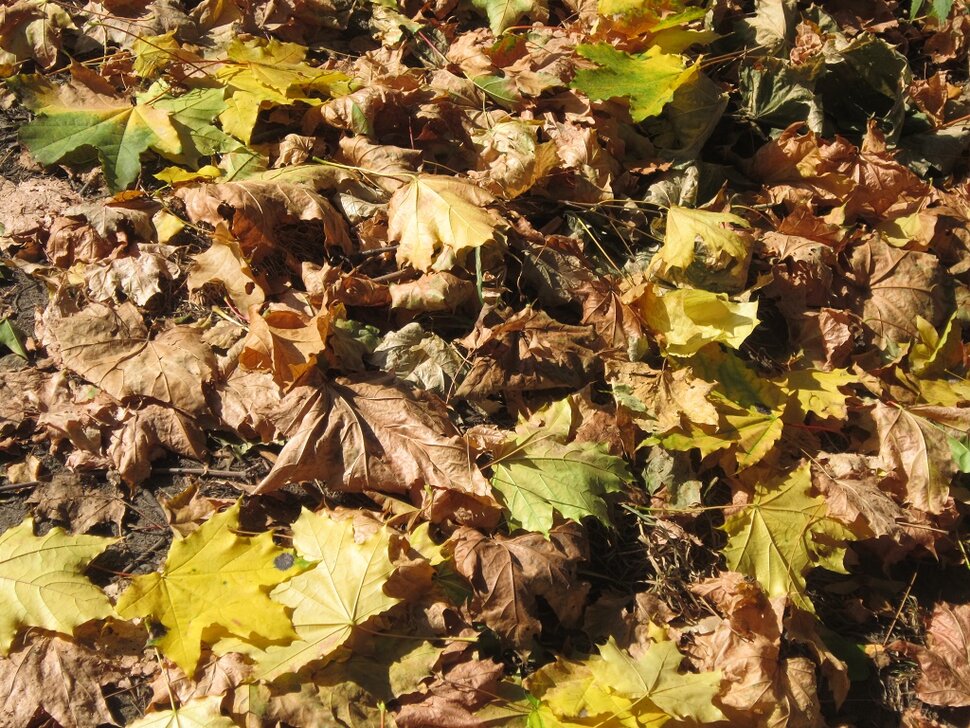 Листья кленовые