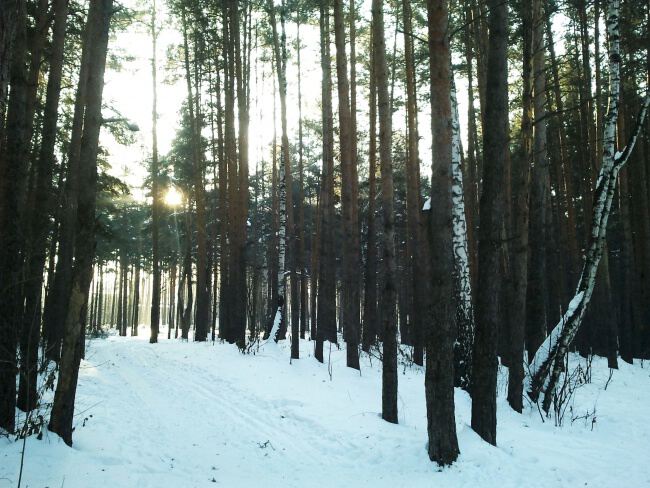 По лесам