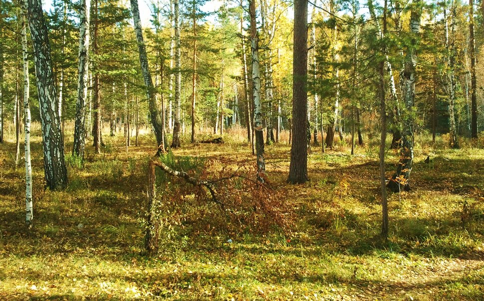 По лесу в октябре