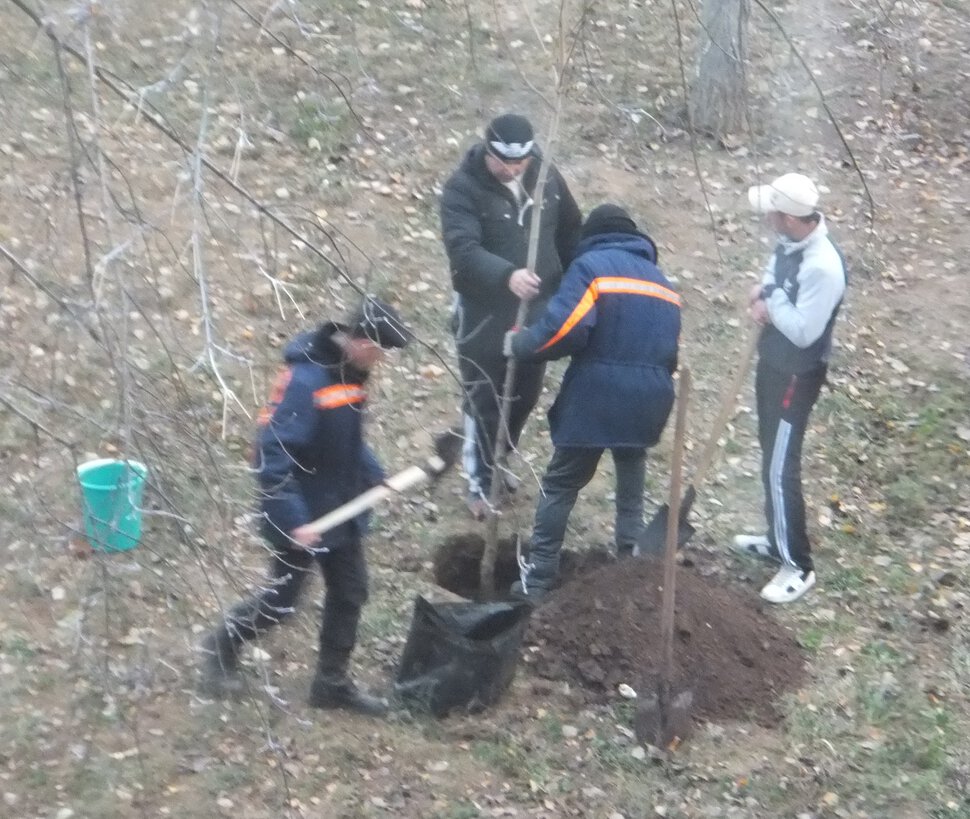 Мужчина должен посадить дерево