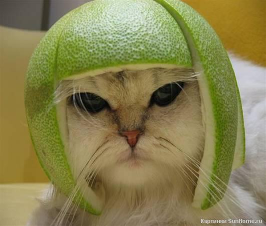 Воин