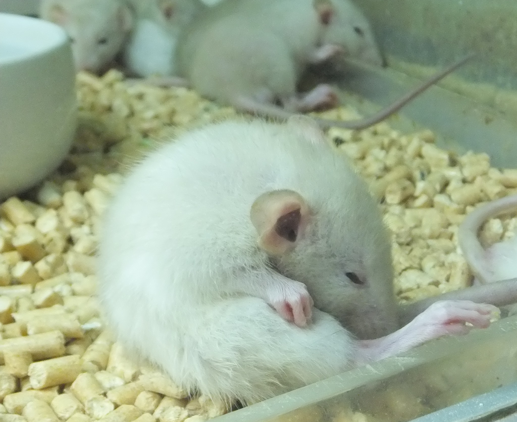 Домашние белые мыши