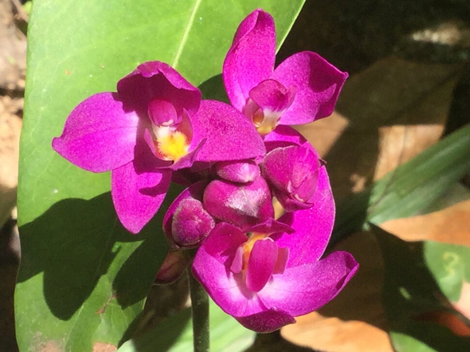 Цветы с Цейлона