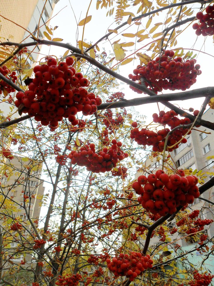 Осенняя Москва, Любимая столица