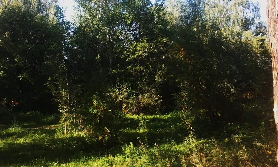 У лесочка