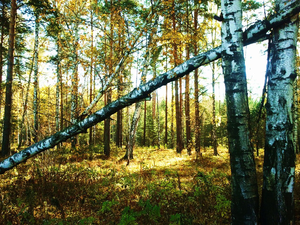 В осеннем лесу