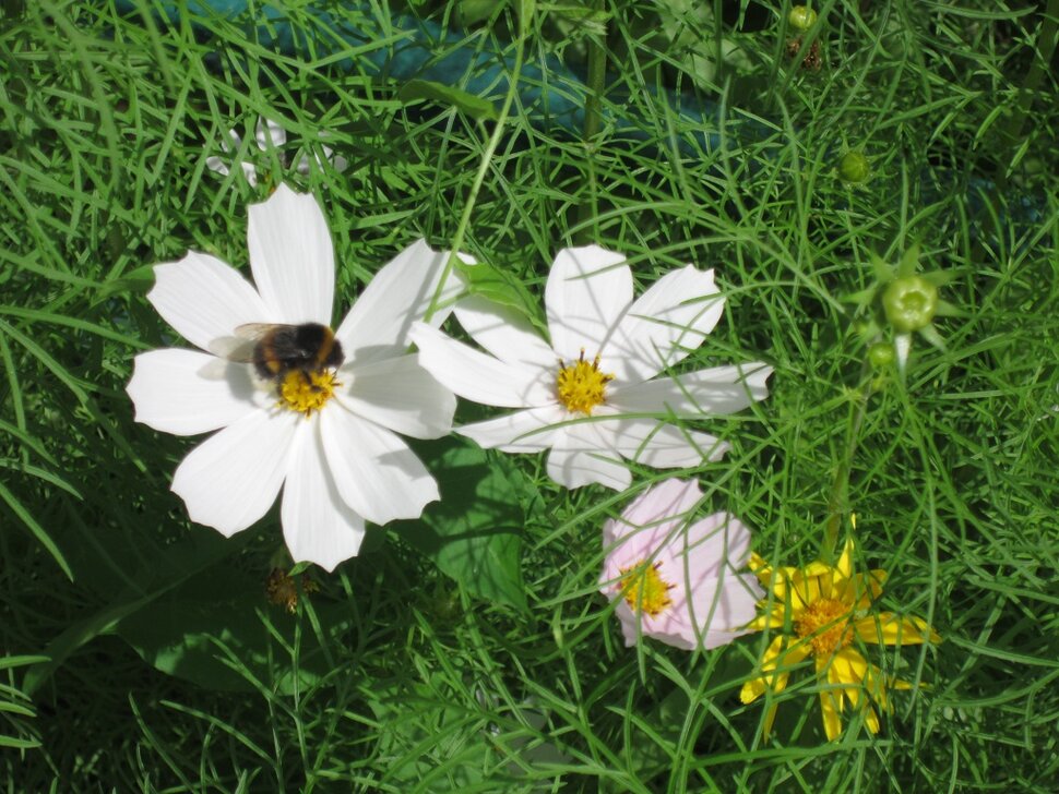 Дружат пчёлка и цветок