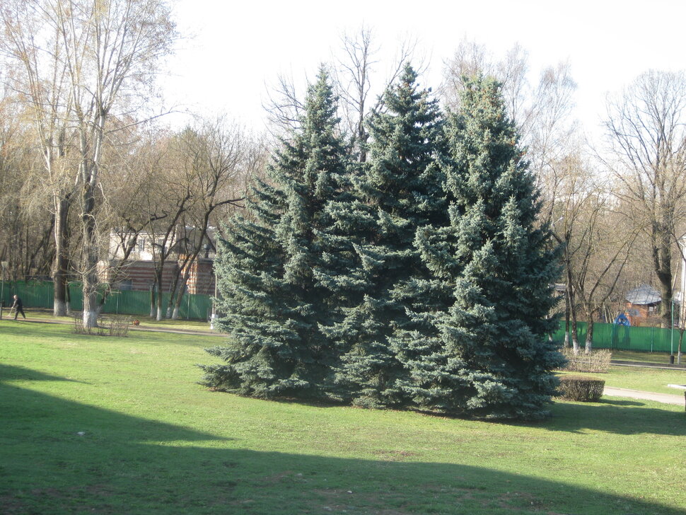 Ёлочки