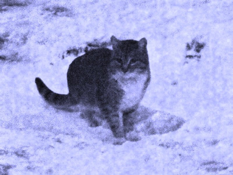Кошка зимой