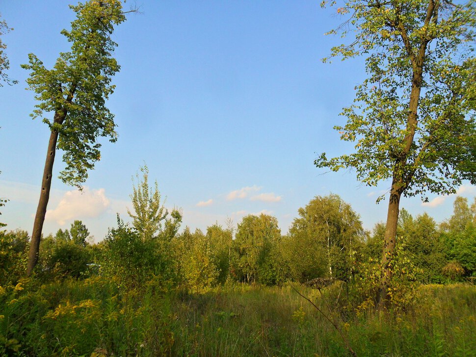 Желтеющий Чеховский лес в начале сентября