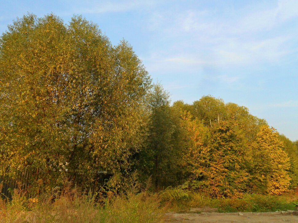 Желтеющий Чеховский лес в начале сентября