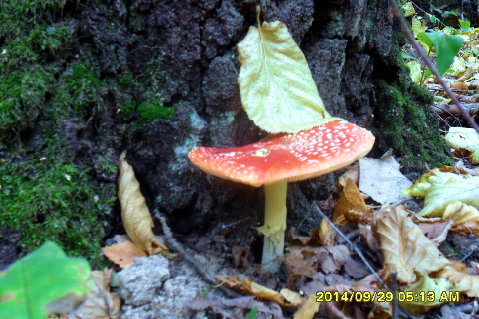 Amanita muscaria -красная поганка