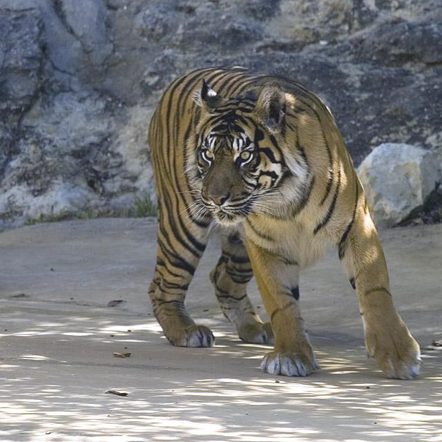 Фотография тигра