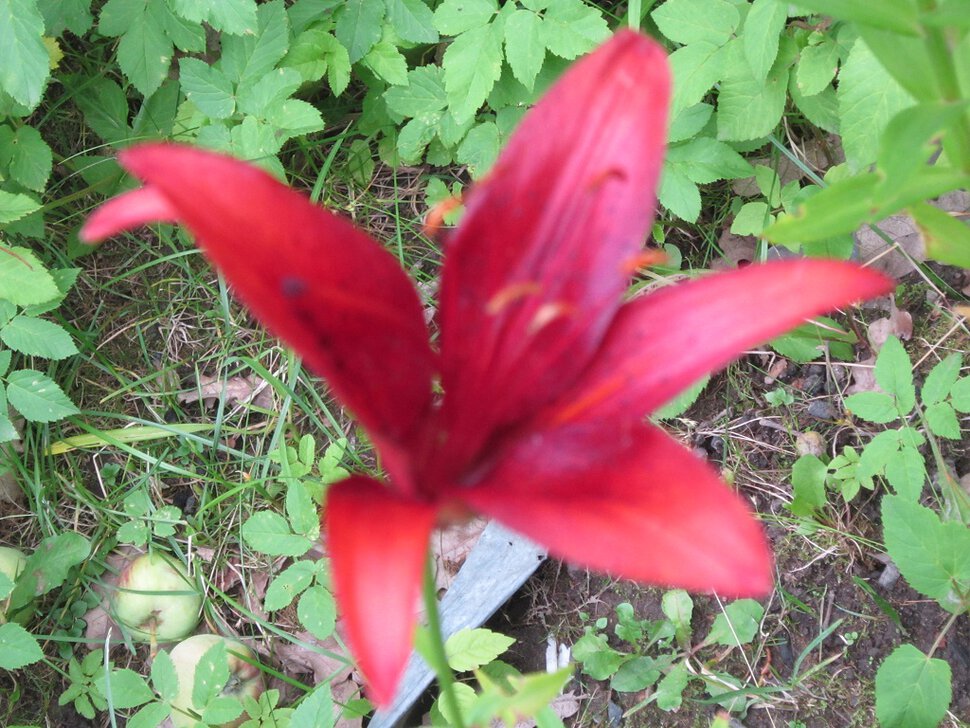 Красная лилия