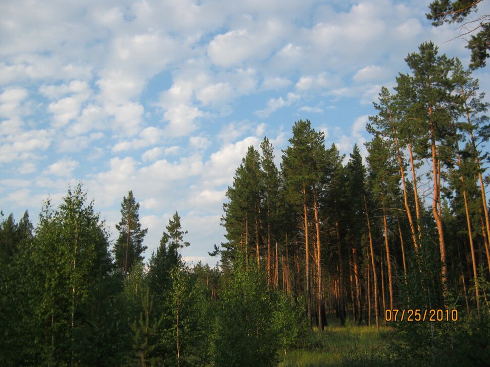 Лес Казахстана