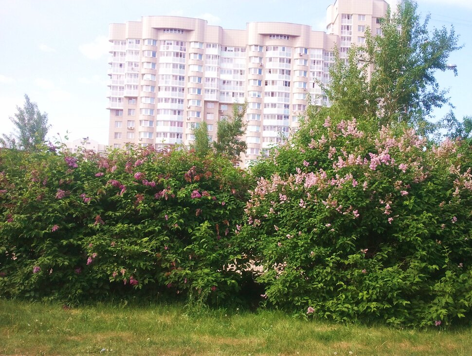 В парке летом