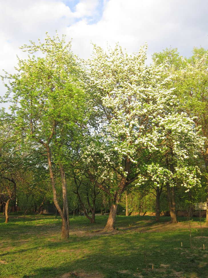 Яблоня бела весной