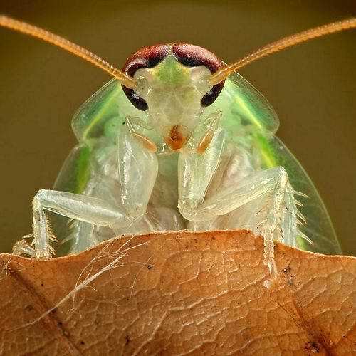 Фото насекомых