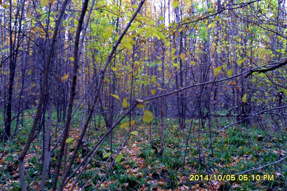 Разноцветные одеяния осеннего леса
